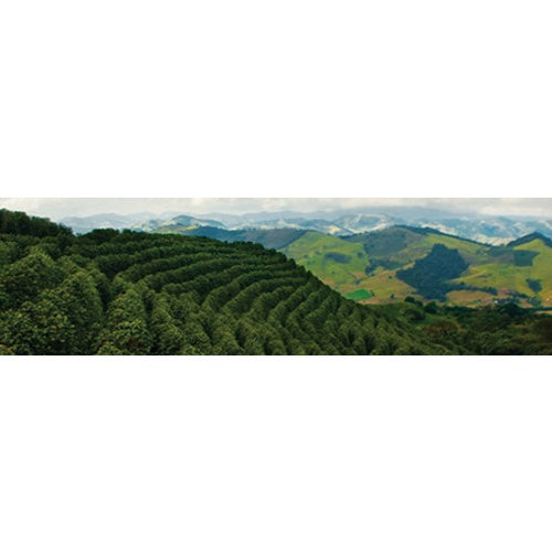 Brazil Minas Gerais Cerrado - Green Coffee Beans (1 lb.)
