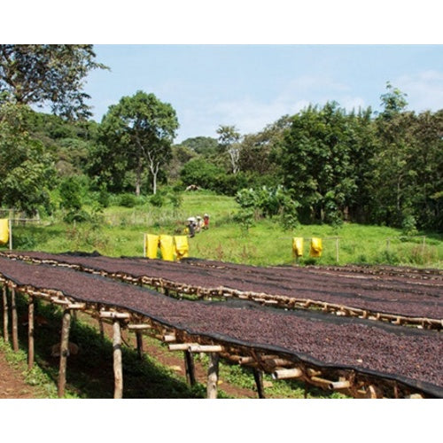 Ethiopia Sidama Hantate - Green Coffee Beans (1 lb.)