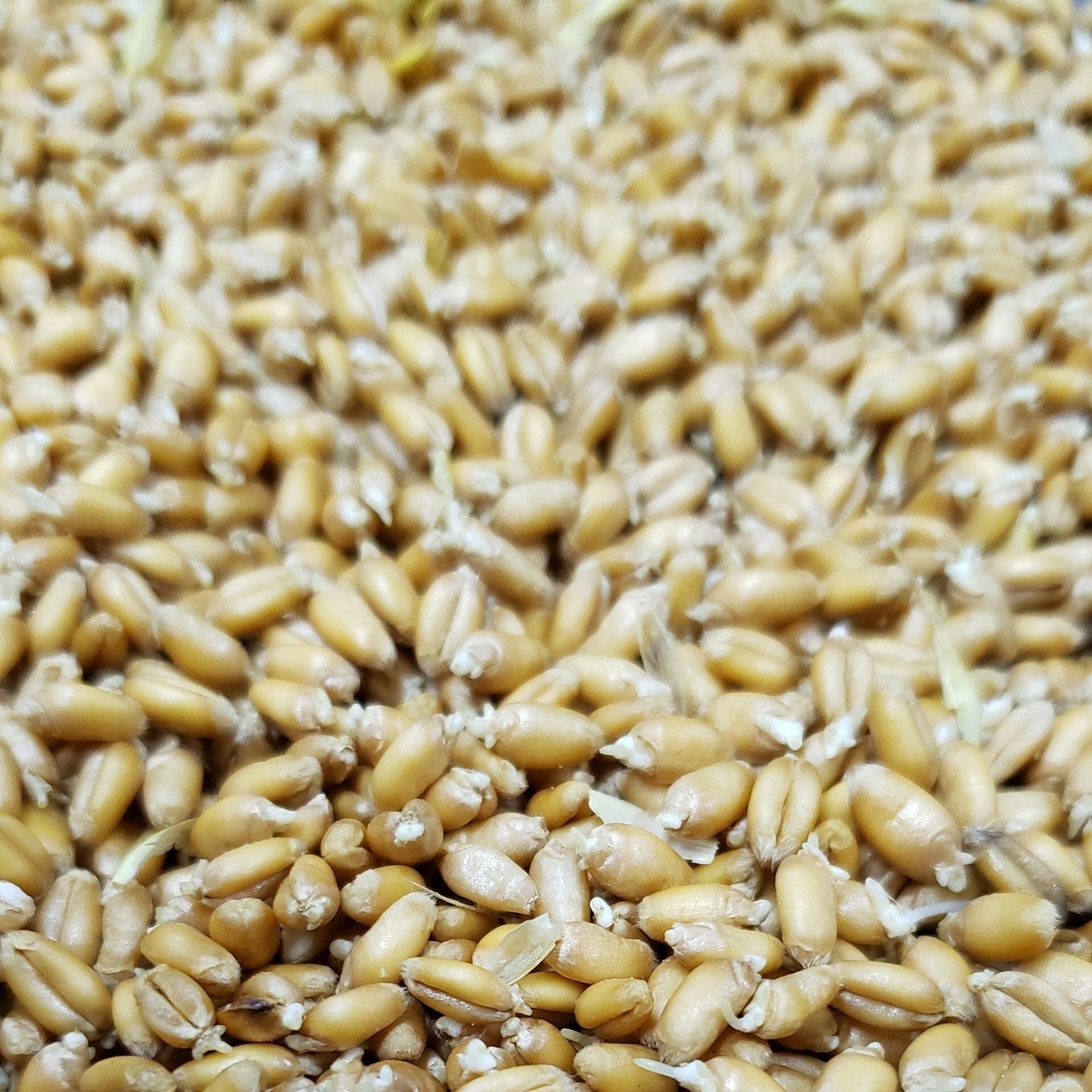 Rustic Brew Farm Wheat Malt (Ohio), 1 oz.