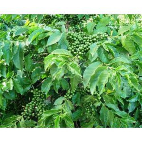 Kenya Nyeri - Green Coffee Beans (1 lb.)
