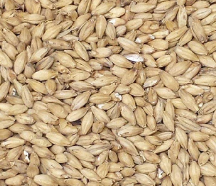 Avangard Malz Premium Pilsner Malt (DE) - 1 oz.