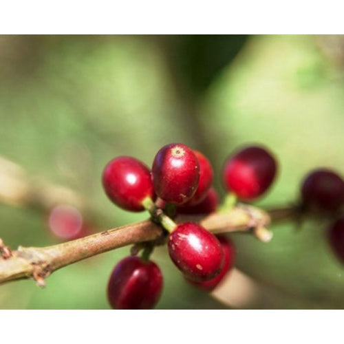 Ethiopia Sidama Hantate - Green Coffee Beans (1 lb.)