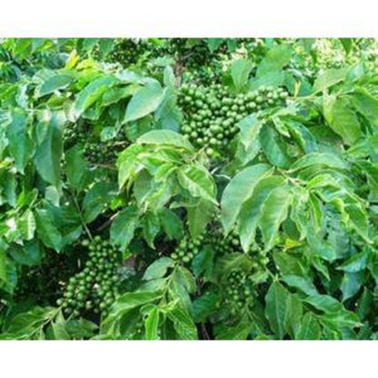 Kenya Nyeri - Green Coffee Beans (1 lb.)
