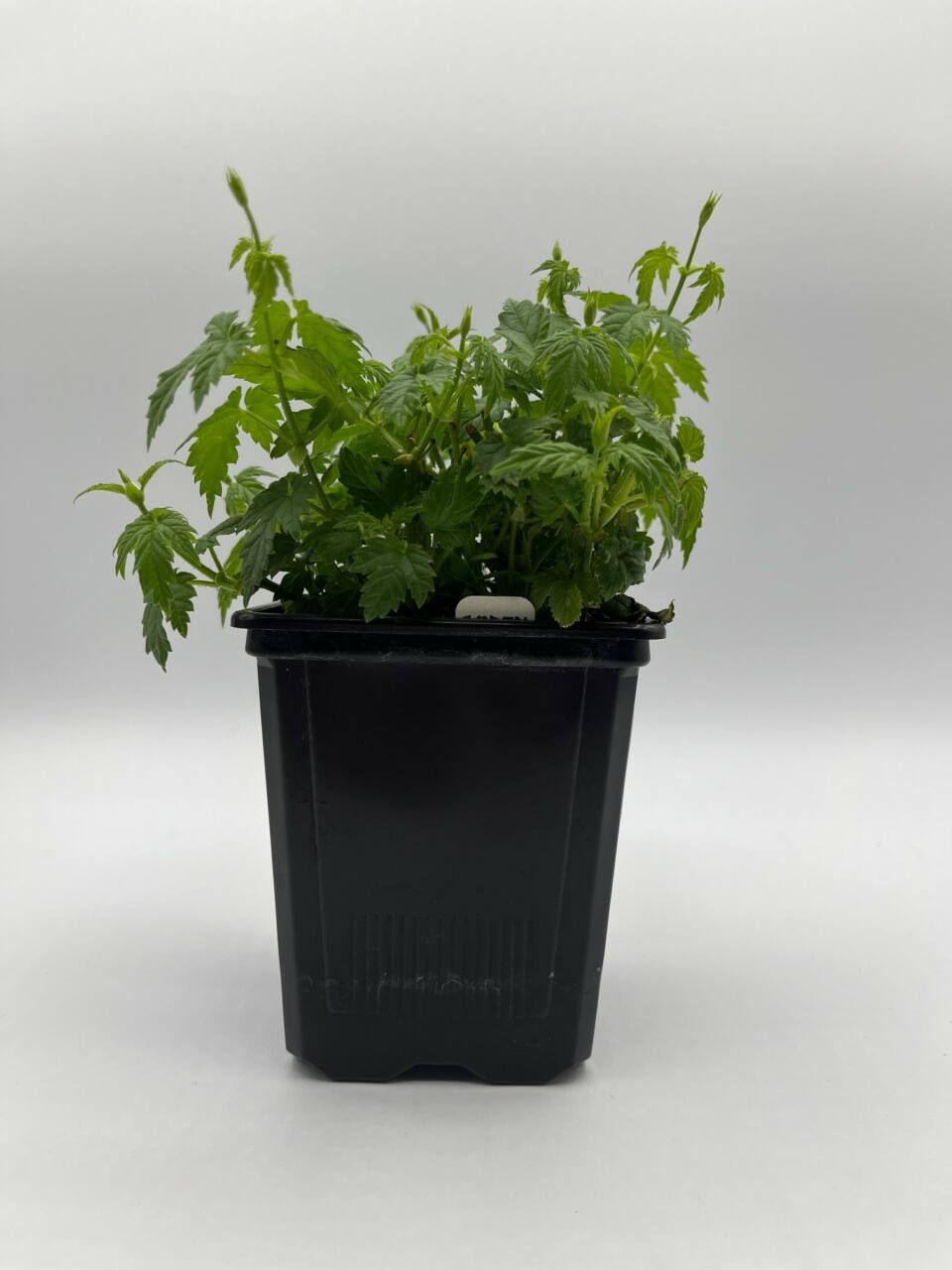 2026 Hop Plant Pre-Order