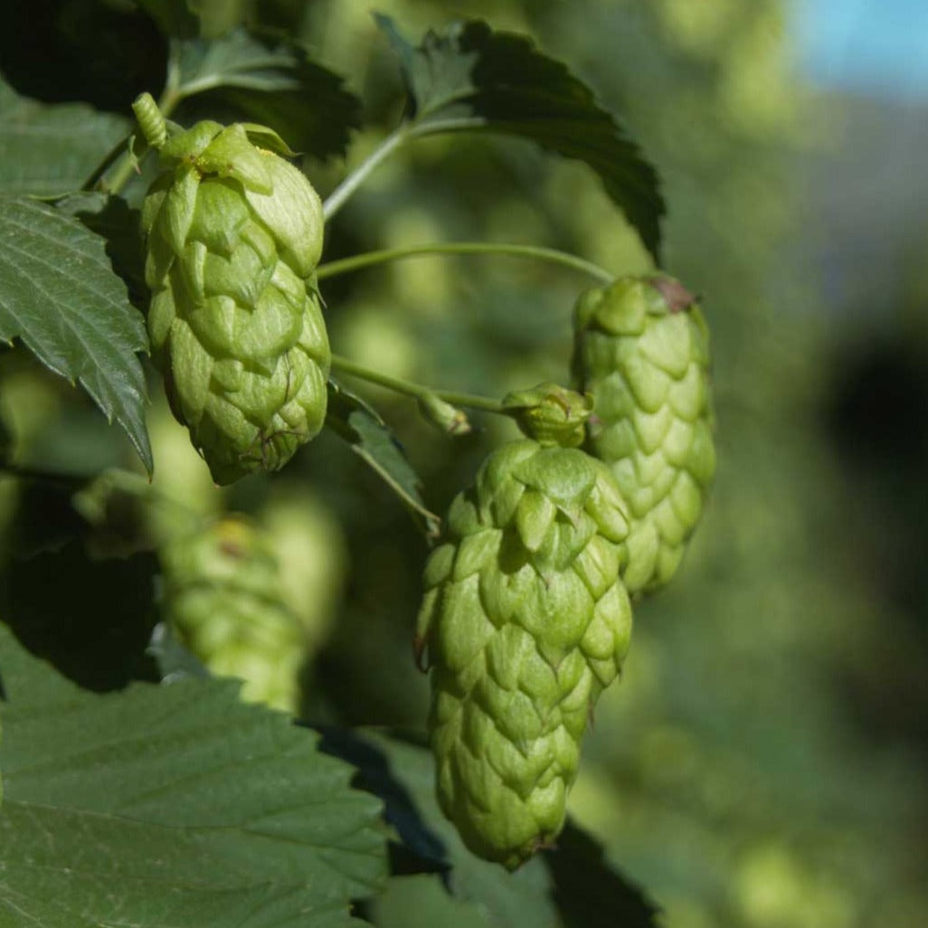 African Queen Hop Pellets – The Cleveland Brew Shop